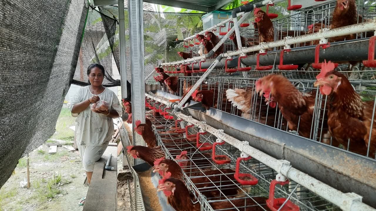 Gerakkan Ekonomi Lokal, Bupati Bojonegoro Wajibkan Seluruh ASN Beli Telur Gayatri