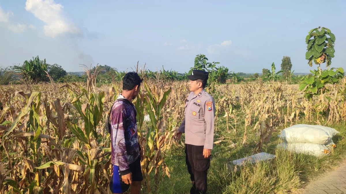 Polisi Turun ke Sawah, Polsek Ngambon Dampingi Petani Jagung di Bojonegoro Sukseskan Ketahanan Pangan
