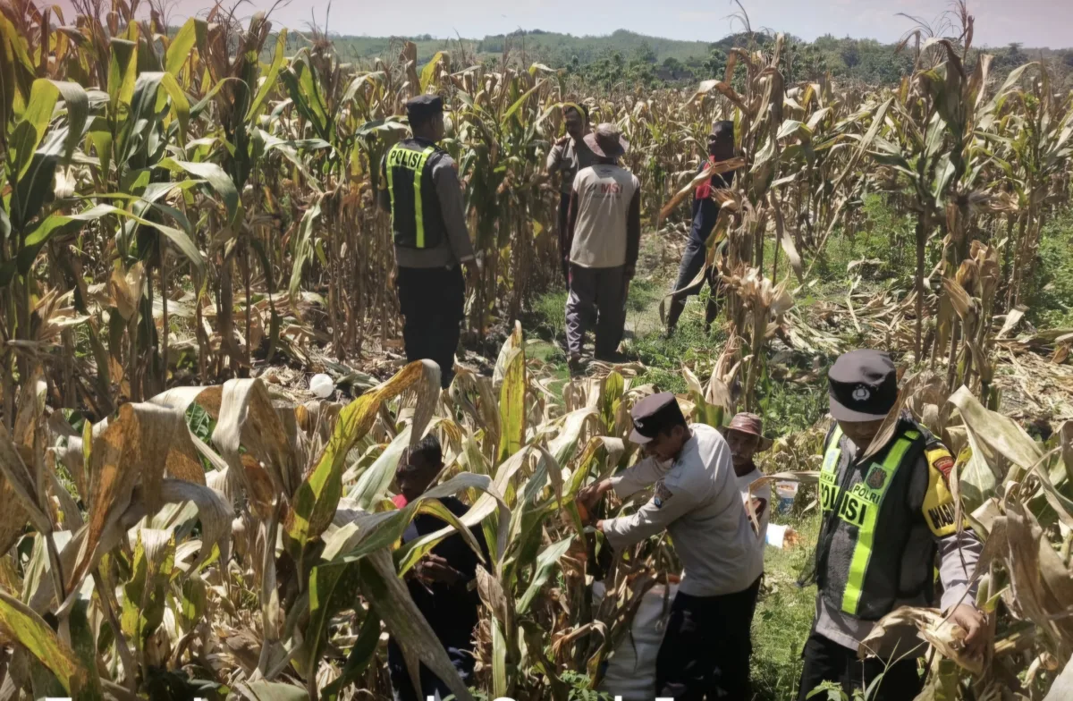 Polisi di Bojonegoro Sambangi Petani Jagung Demi Ketahanan Pangan