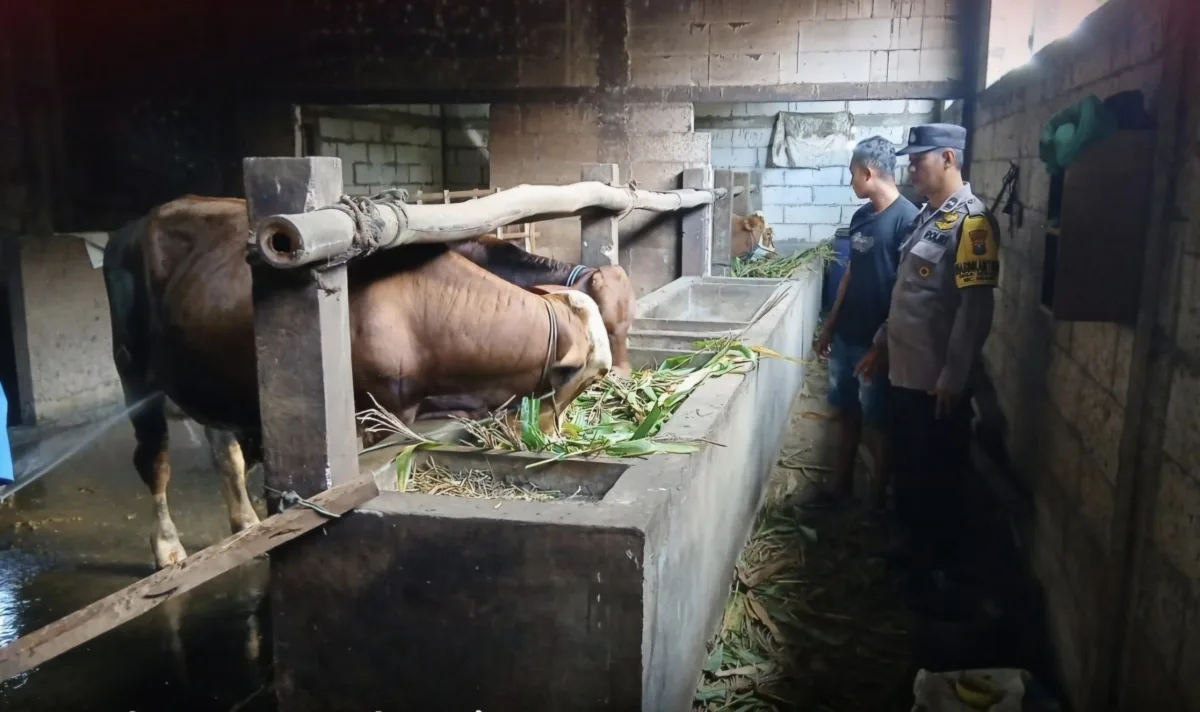 Jelang Idul Adha, Polisi di Bojonegoro Intensifkan Sambang Peternak Sapi Cegah Pencurian