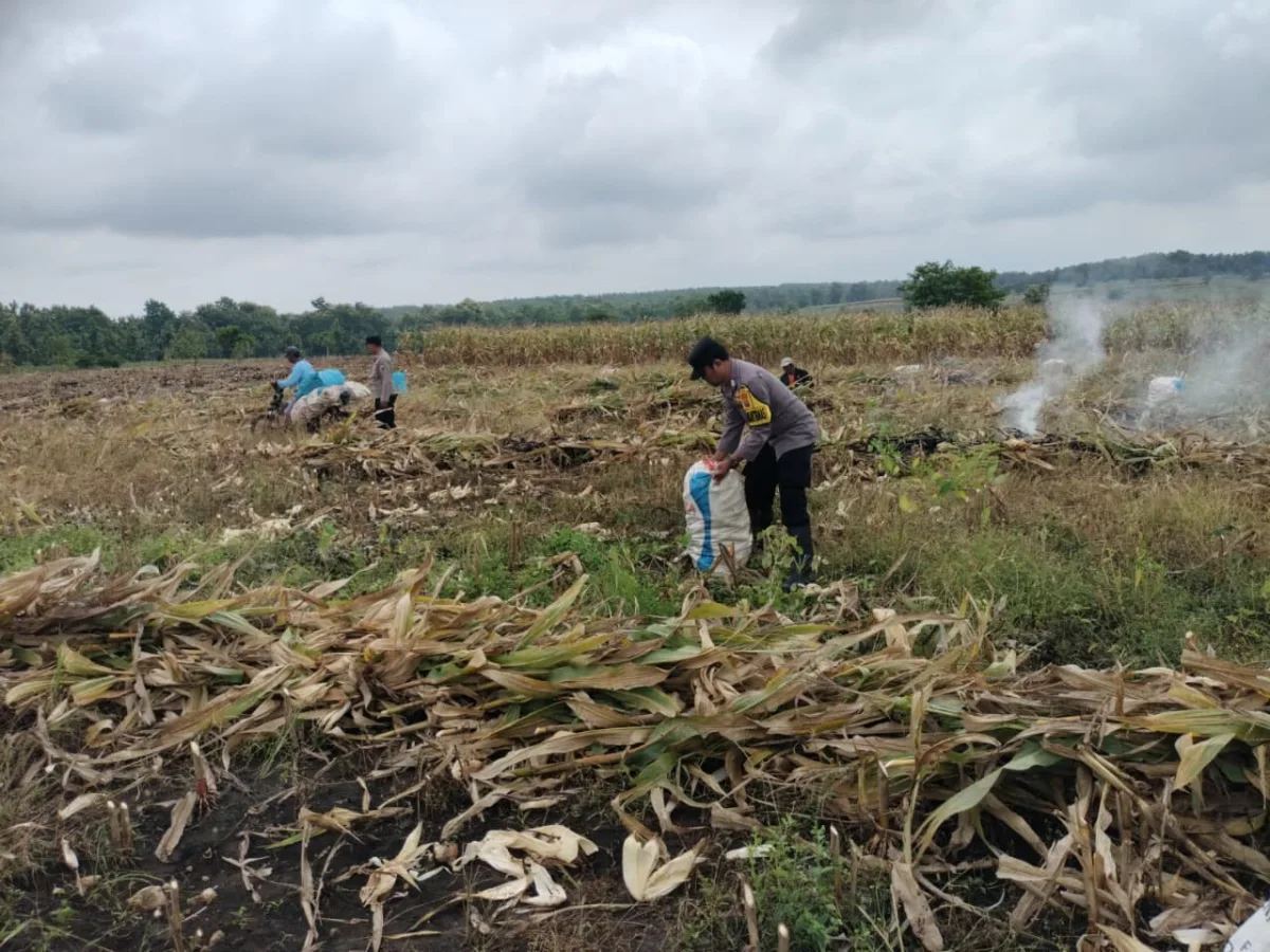 Polsek Bubulan Bersama Poktan Tani Mulyo Sukseskan Tanam - Panen Jagung