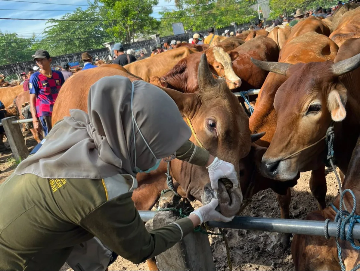 Bebas PMK-LSD, Simak Cara Pilih Hewan Kurban Sehat ala DKP2P Tuban