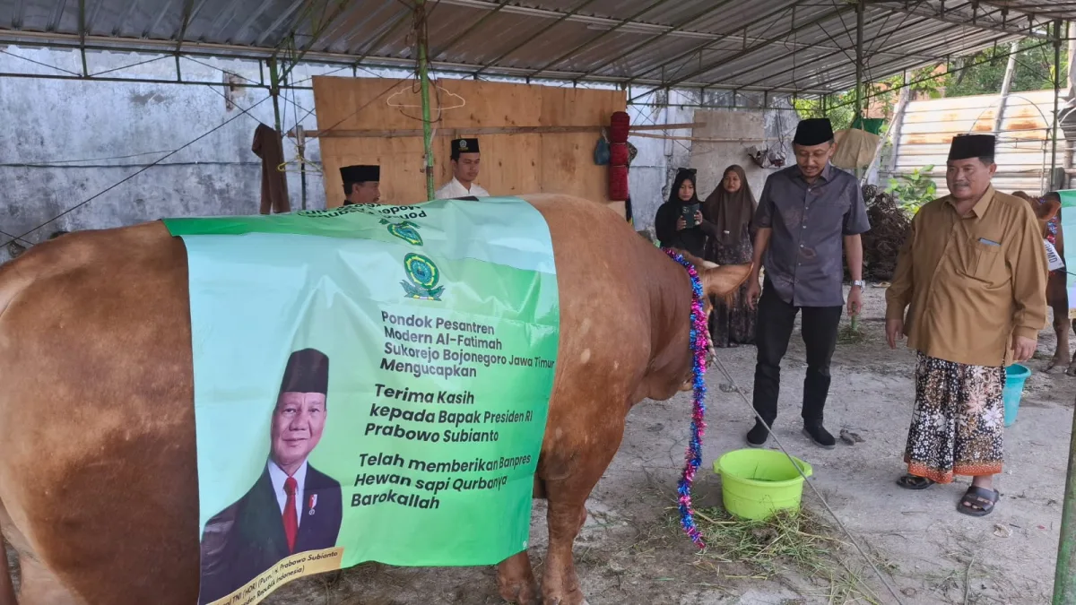 Sapi Jumbo 'Mas Bambang' 1,2 Ton dari Presiden Prabowo Tiba di Ponpes Al Fatimah Bojonegoro