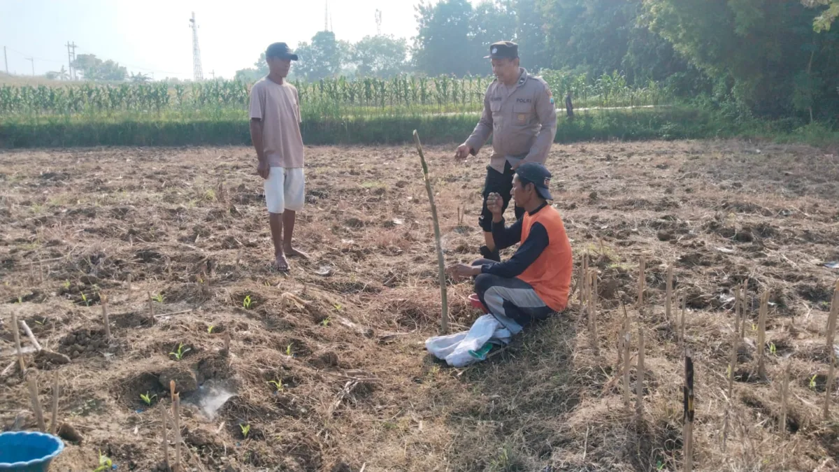Polsek Baureno Dampingi Petani Jagung, Dukung Ketahanan Pangan Nasional