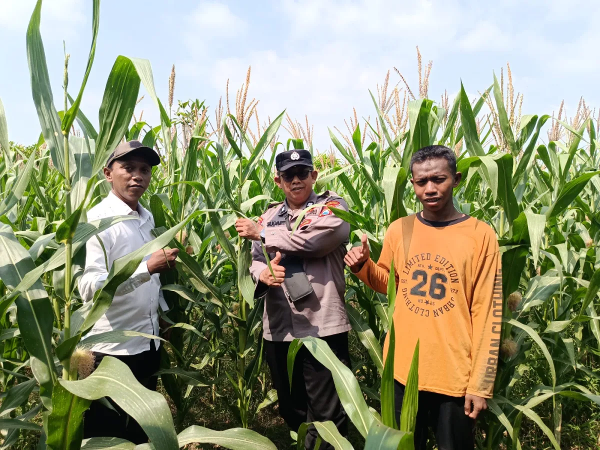 Polisi di Bojonegoro Turun ke Sawah Dampingi Petani Merawat Jagung