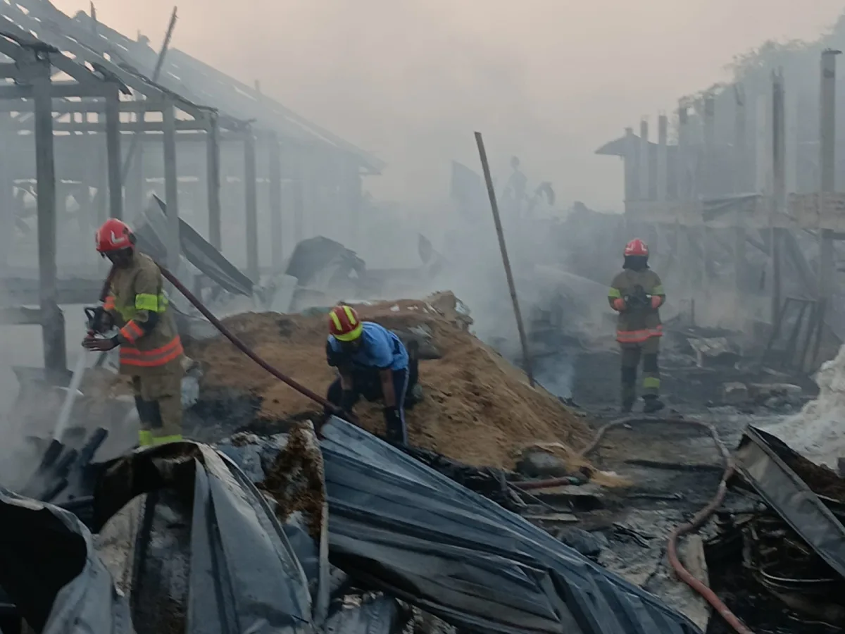 Kandang Ayam di Bojonegoro Ludes Terbakar, 28 Ribu Ekor Anak Ayam Mati