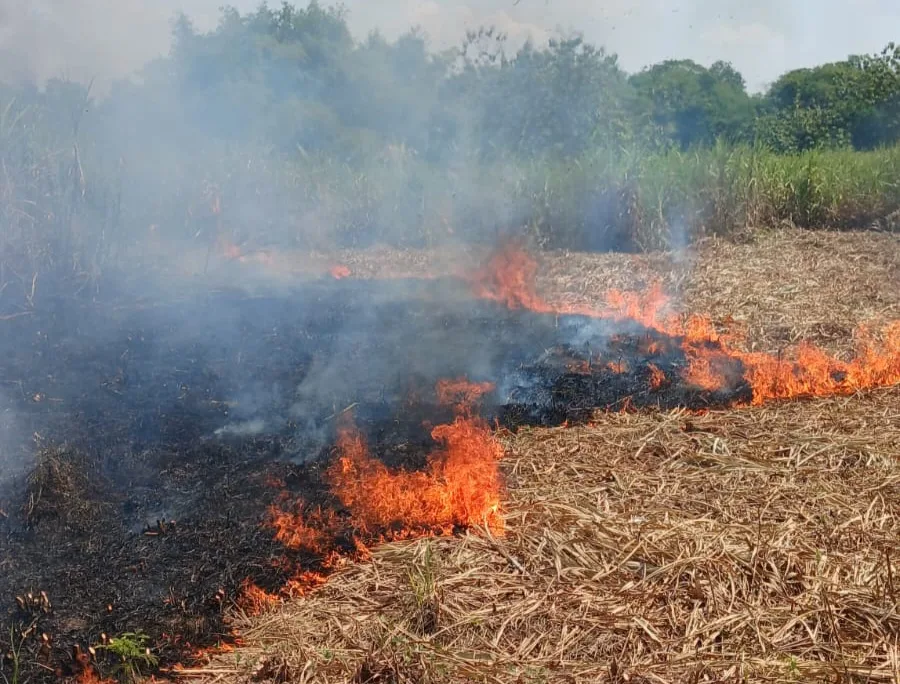 Bakar Sampah Picu Kebakaran Lahan Tebu di Bojonegoro