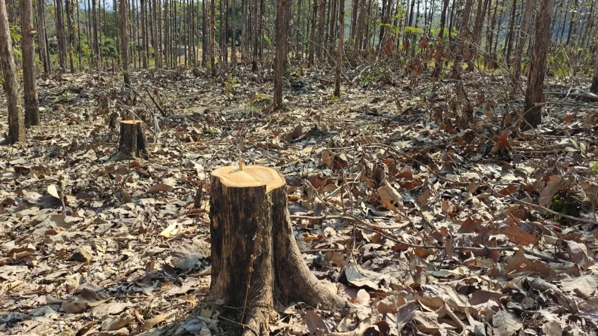 Dua Petugas Hutan Dinonjobkan Akibat Puluhan Pohon Jati Hilang Diduga Ilegal Logging