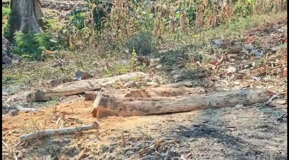 Puluhan Pohon Jati Siap Panen di KPH Bojonegoro Hilang Dicuri, Perhutani Gandeng Polisi untuk Selidiki Dugaan Keterlibatan Oknum