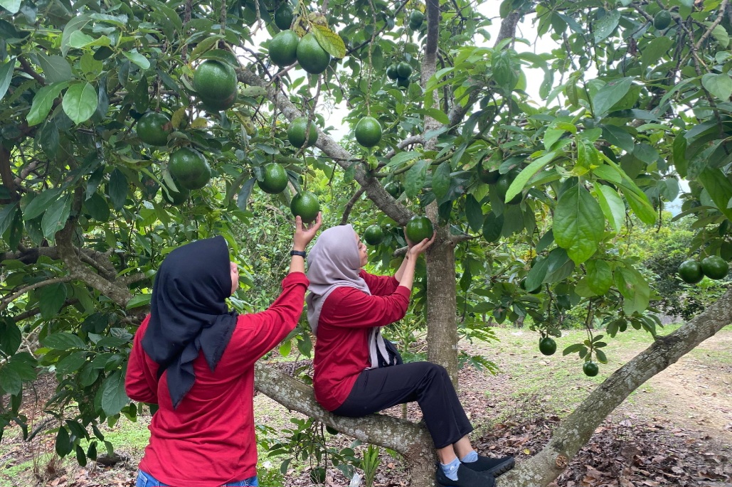 Kebun Alpukat Wonocolo, Agrowisata Baru Bojonegoro