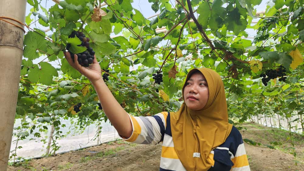 Wisata Kebun Anggur Milik Unggul Farm Trembes Bojonegoro Tuai Minat Pengunjung