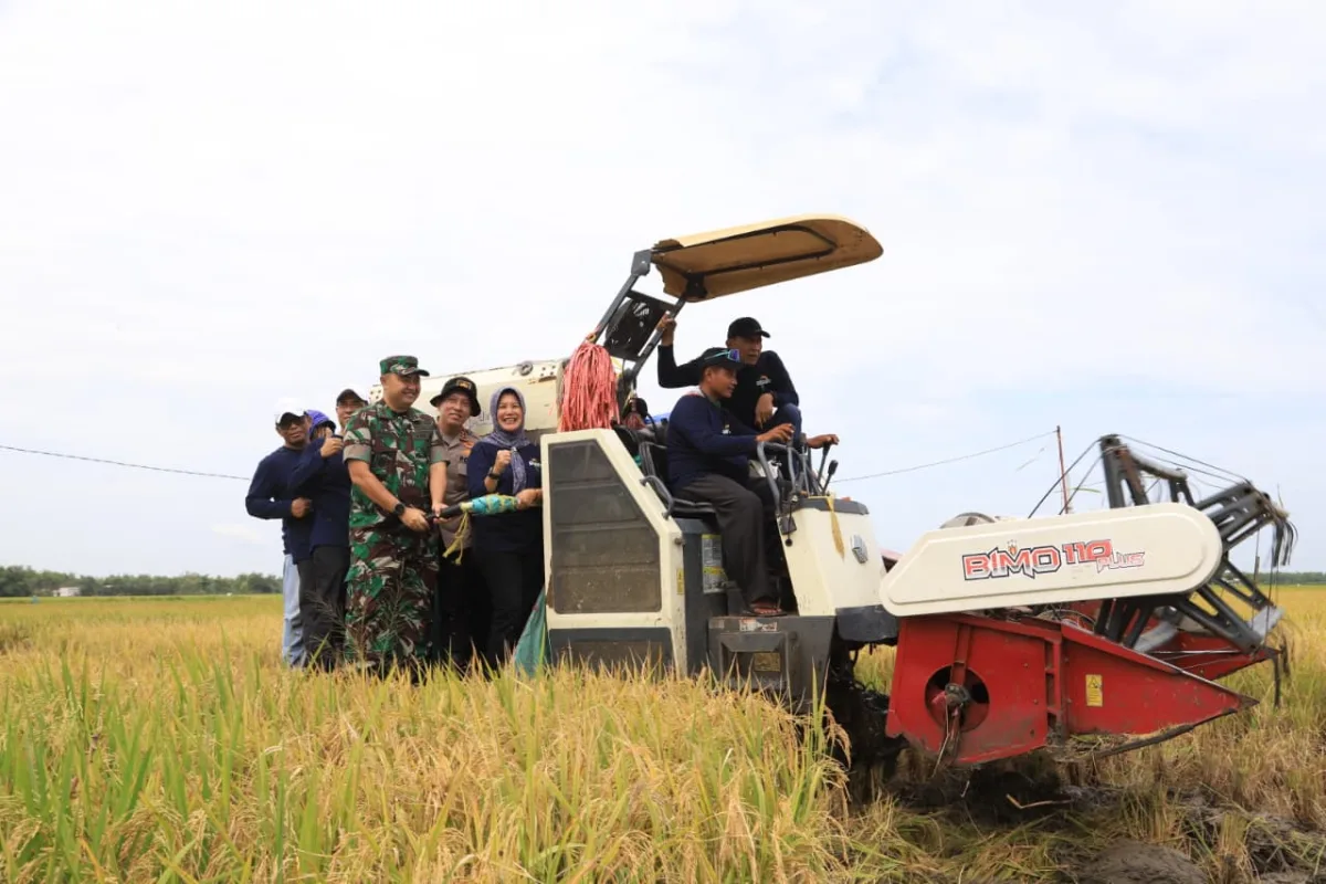 Panen raya padi di Desa Bayemgede Kecamatan Kepohbaru. (28/2/2026).