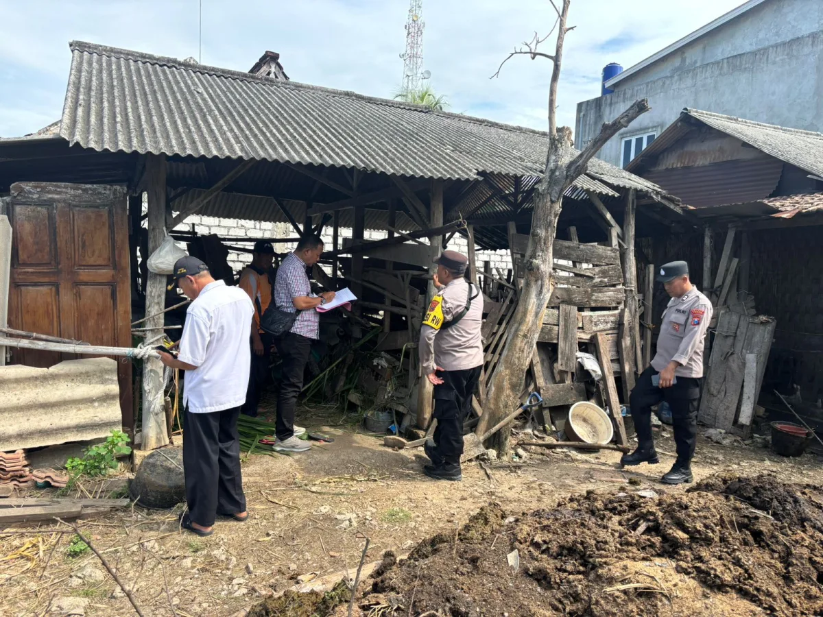 Teror Maling Sapi Jelang Idul Adha di Tuban: 6 Ekor Digondol dalam Semalam!