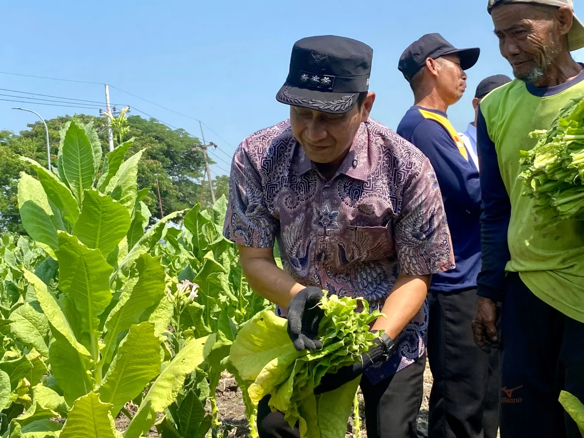 Bupati Wahono Petik Tembakau Bersama Petani di Desa Cengkir, Kepohbaru. Rabu (12/8/2026).